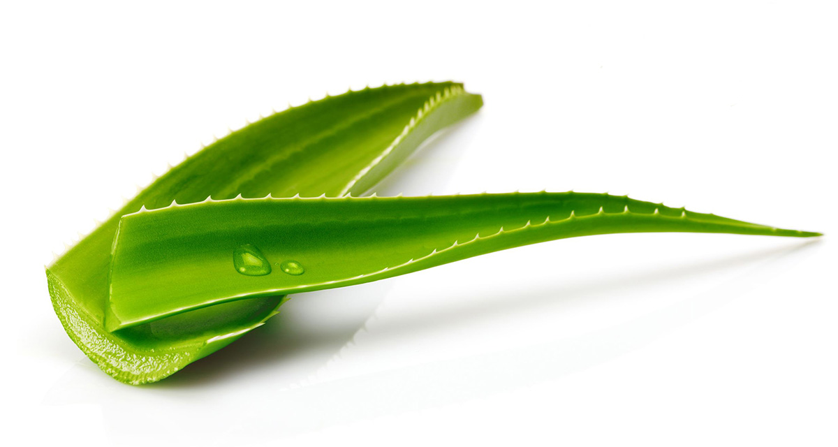 Aloe vera