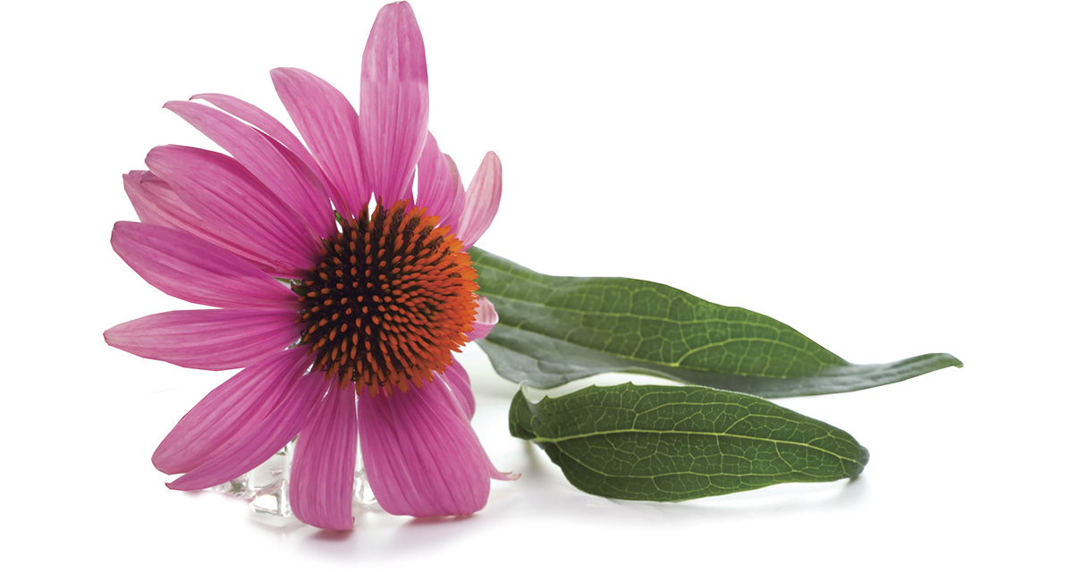 Echinacea