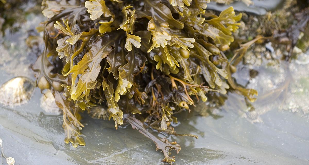 Morske alge - fucus vesiculosus (mjehurasti bračić)