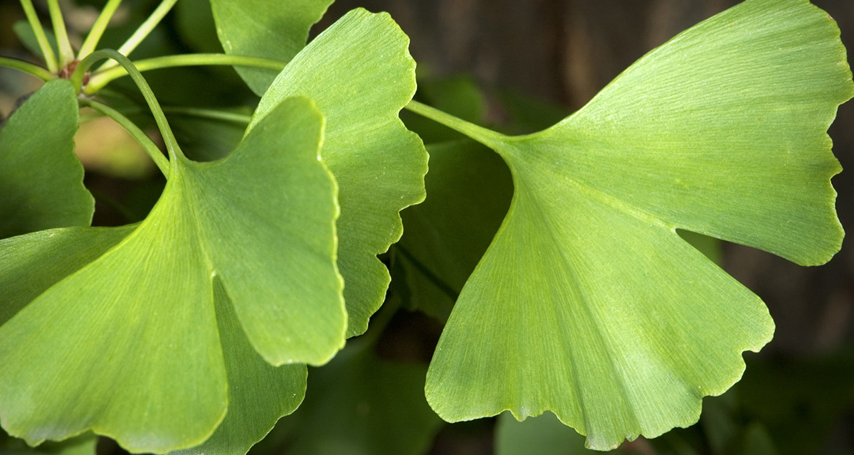 Ginkgo biloba