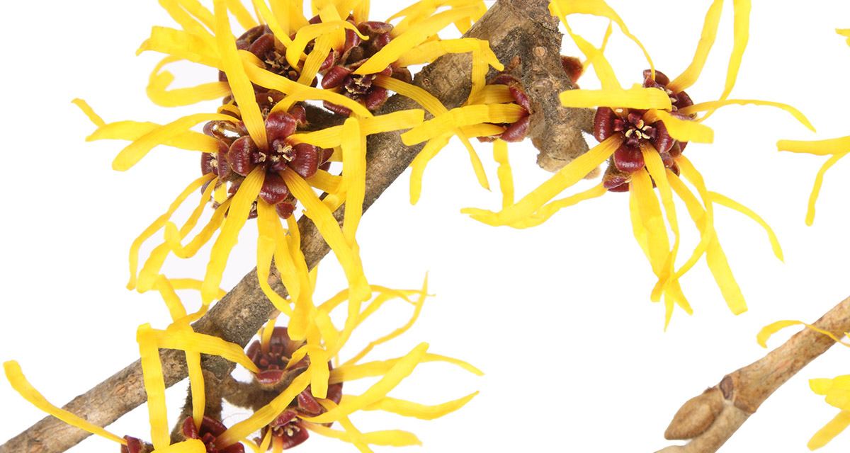 Hamamelis