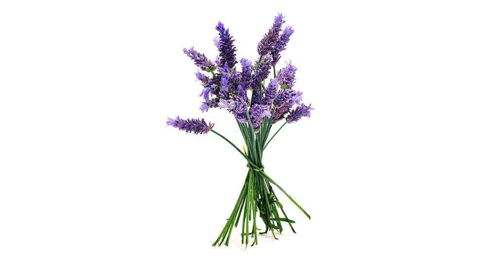 Lavanda