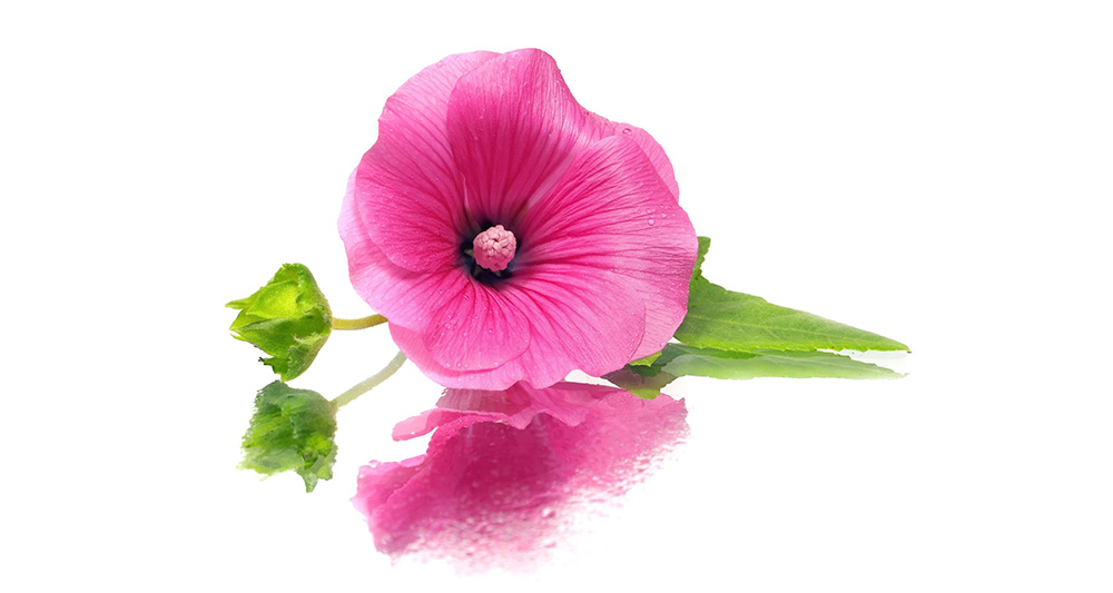 Malva