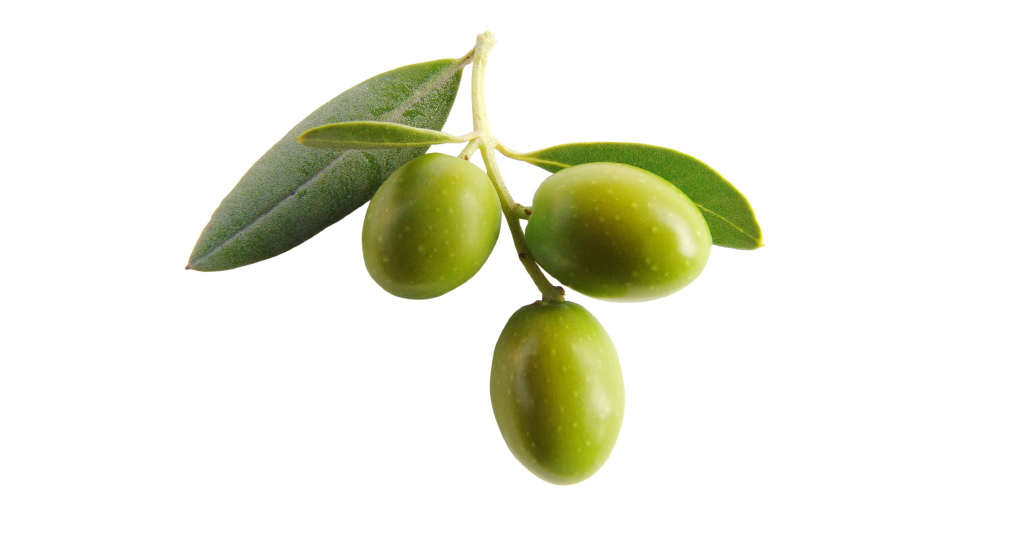 Maslina