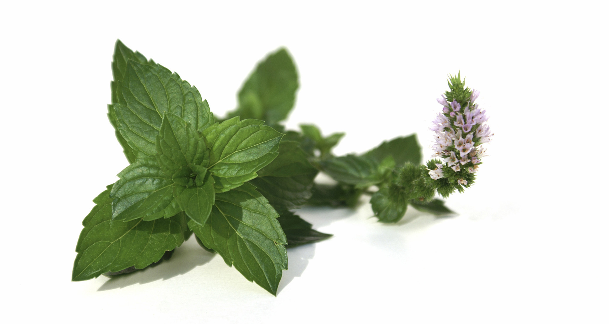 Menta