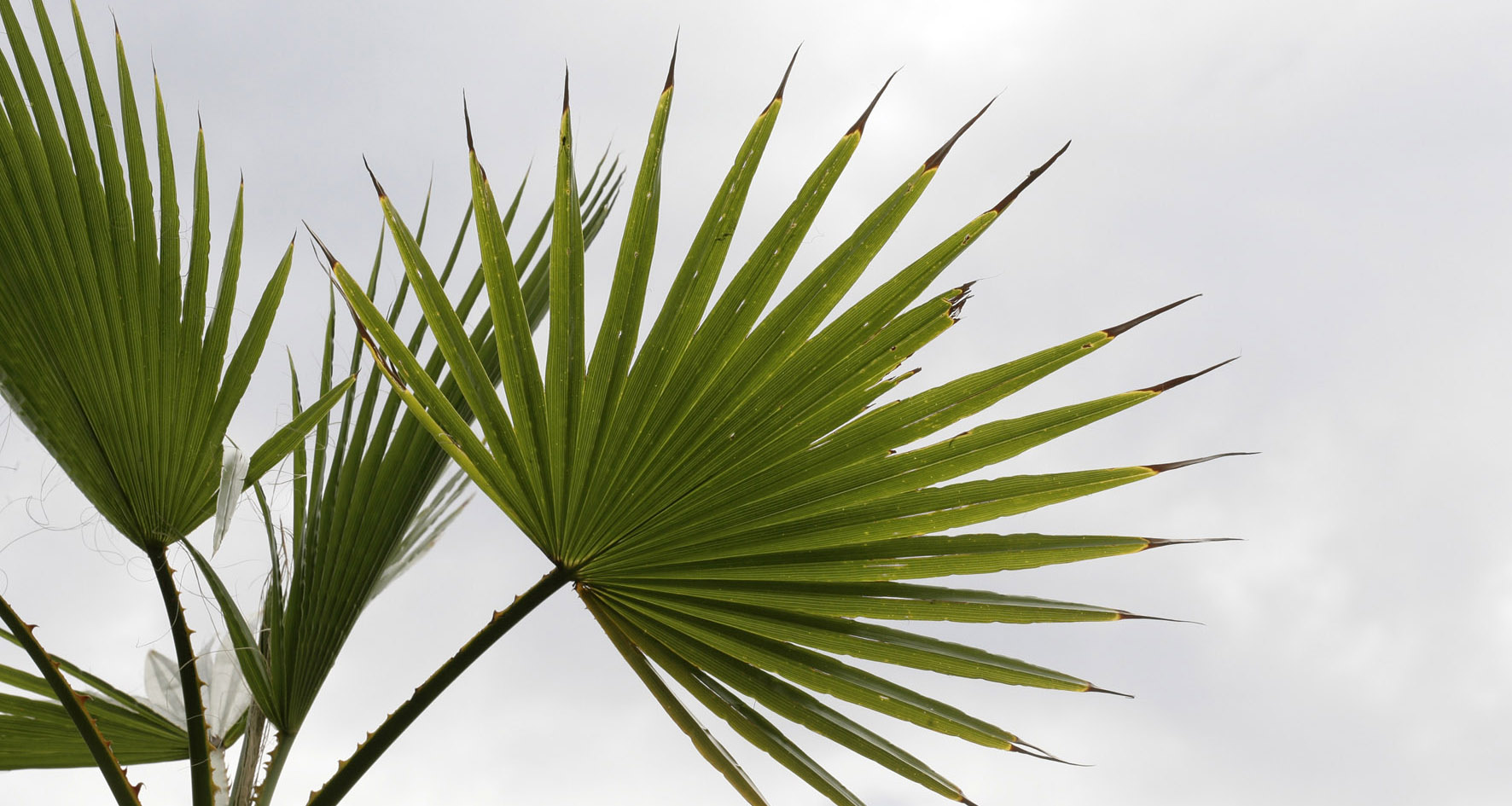 Saw Palmetto