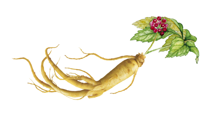Ginseng
