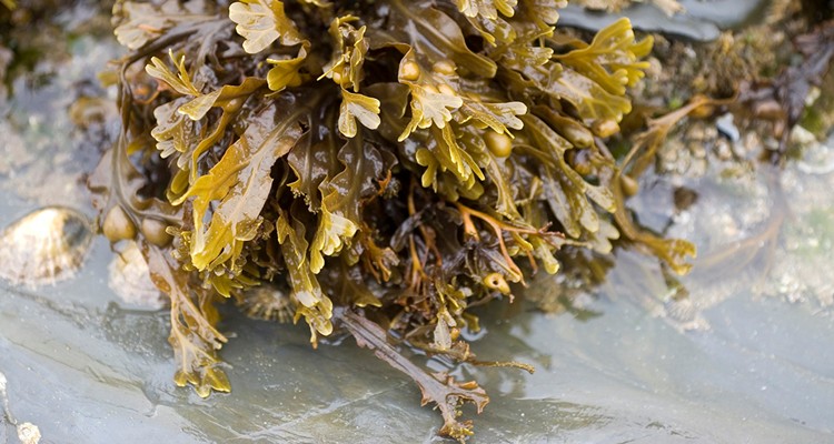 Morske alge - fucus vesiculosus (mjehurasti bračić)